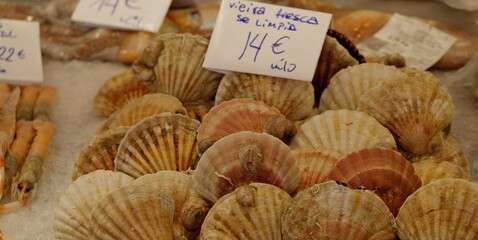 Fresh scallops on ice at the fish market waiting for customers