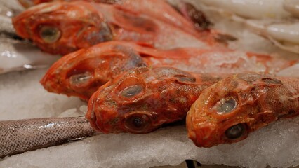 Fresh redfish lying on ice at fish market