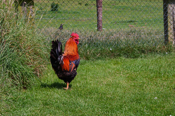 A chicken is walking on a grassy field