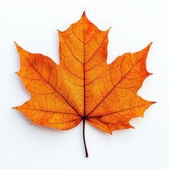 Obraz premium vibrant orange autumn leaf isolated on white background with intricate veins and texture