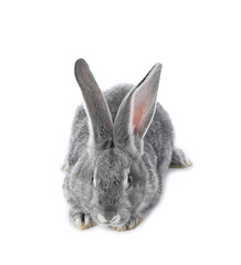 Fluffy grey rabbit on white background. Cute pet
