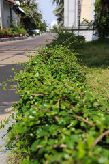 Lush Green Hedge Along Quiet Tropical Street Scene