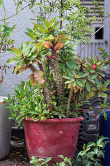 Vibrant Euphorbia Plant in Red Pot Outdoors Garden