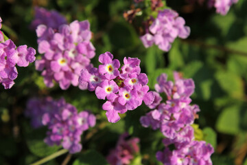 Pink, white and yellow lantana flowers on a plant in a garden