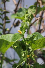  Young Cucumber Plant with Yellow Flower Buds