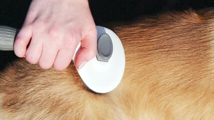Girl combs a red and white Welsh Corgi Pembroke with a white and gray slicker brush in a park. Close-up. A walk on a sunny day in a city park. Grooming concept, animal life
