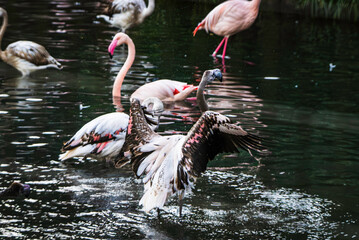 水浴びするフラミンゴの子ども