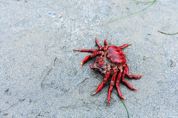 Bright red California crab exoskeleton on wet gray beach sand in a seaside tidal basin