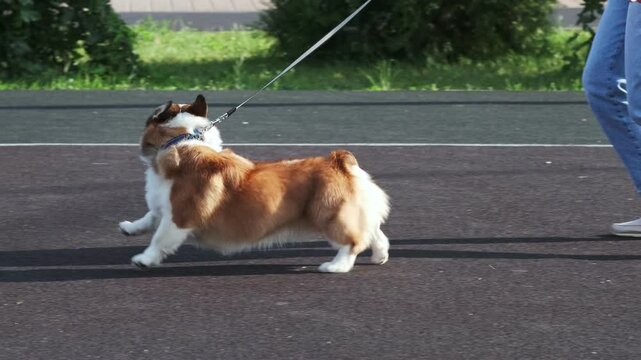 Red and white Welsh Corgi Pembroke runs with its owner on a rubber surface in a park, happily and with its tongue hanging out. A walk on a sunny day in a city park. Care concept, animal life
