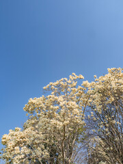 白いモクレンの花が満開の青空