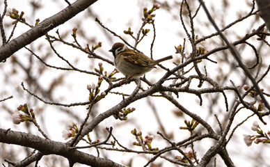 春を待つふっくらスズメ