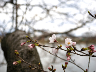 ソメイヨシノが開花した