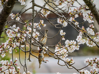 サクラの枝のスズメたち