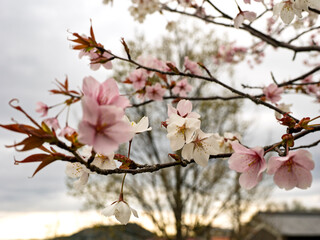 ピンクと白のサクラの花