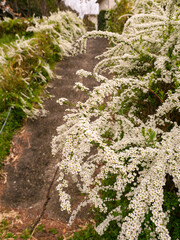 Obraz premium ユキヤナギが満開の坂道