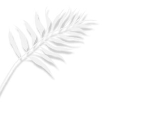 シンプルな白の南国パームツリーの葉ベクター背景透過イラスト背景素材