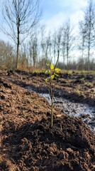 Tree Planting Day in South Korea