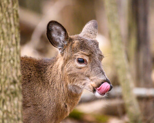 deer in the woods