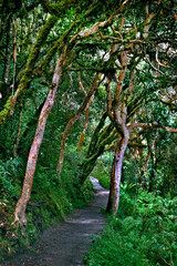 Caminho Trilha Inca. Peru.