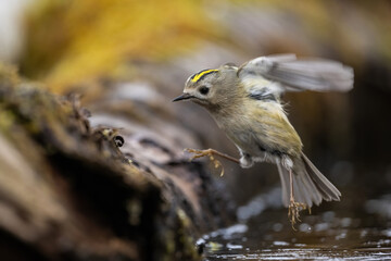 Goldcrest (Regulus regulus). Regulidae leaps above shallow stream. Mossy forest edge. The mid-air moment captures its feathered agility.