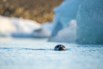 Harbor Seal (Phoca vitulina). Phocidae glides through cold waters. Glacier front nearby. Its gaze hints at curiosity in a frozen world.