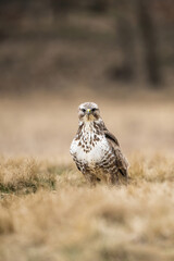 Common Buzzard (Buteo buteo). Buzzard Stands Watchful on Winter Grass. Cold open meadow. Alert posture and piercing gaze create a commanding presence.