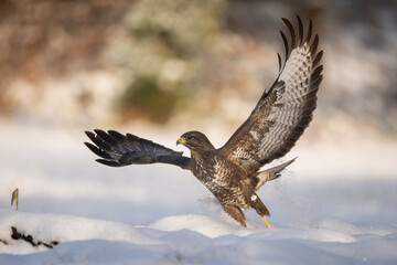 Common Buzzard (Buteo buteo). Buzzard Takes Flight in Deep Snow. Snowy open forest clearing. Explosive motion with wide wingspread and dynamic power.