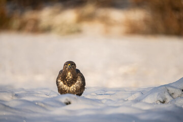 Common Buzzard (Buteo buteo). Buzzard Stares While Sitting in Snow. Flat snowy field. Direct eye contact and snowy contrast create tension and intimacy.