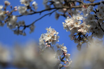 桜の花と青空を見上げる
