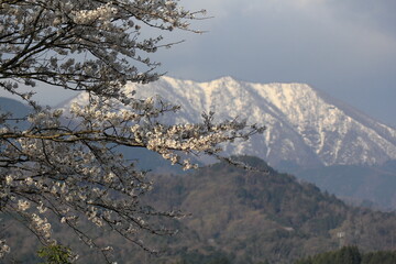雪が残る山々と春に咲く桜の花