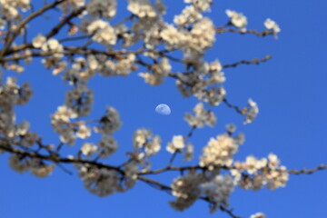 背景に椿の花、メインに桜