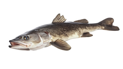 Fototapeta premium fish on a white background