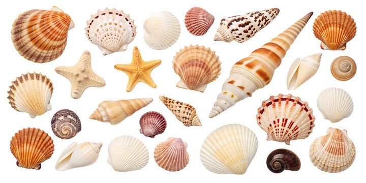 Shell collection isolated on transparent background
