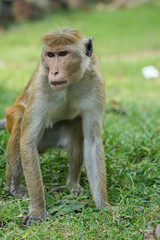 Naklejka premium Toque macaque %28Macaca sinica%29 is a reddish-brown-coloured Old World monkey endemic to Sri Lanka 
