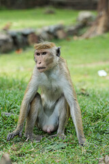 Obraz premium Toque macaque %28Macaca sinica%29 is a reddish-brown-coloured Old World monkey endemic to Sri Lanka 