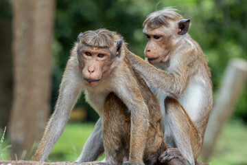Monkey searching bugs in his partner