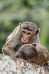 Monkey searching bugs in his partner