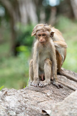 Monkey searching bugs in his partner