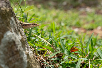  long-tailed sun skink  is a species of skink. 
