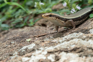  long-tailed sun skink  is a species of skink. 

