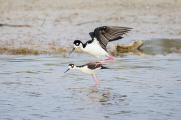 "Black-necked Stilts Mating"