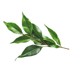 green leaves branch isolated on white background