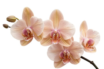 peach orchid flowers, isolated on white background