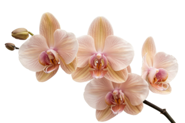 peach orchid flowers, isolated on white background