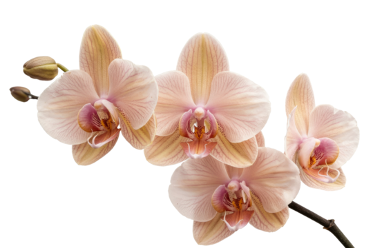 peach orchid flowers, isolated on white background