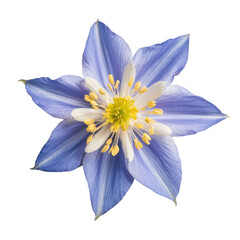 colorado blue columbine flower isolated on white background