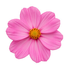 pink cosmos flower isolated on white background