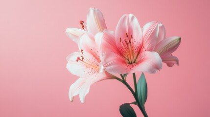 Fototapeta premium Closeup of a beautiful pink lily flower in bloom
