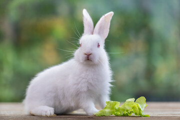 Bunny easter fluffy rabbit eating food, vegetables, carrots, baby corn on green garden nature flowers background on sunny day, Lovely mammal with bright eyes in nature life. Symbol of easter day.