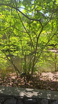 a gorgeous spring landscape with a pond, lush green trees and flowers at Descanso Gardens La Ca&ntilde;ada Flintridge California USA